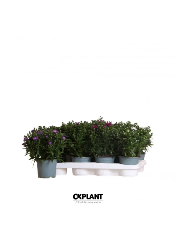 Aster starletta mix V. 12 cm H. 18 cm - Efloriculture 01 Tester