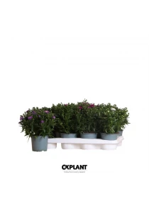 Aster starletta mix V. 12 cm H. 18 cm - Efloriculture 01 Tester