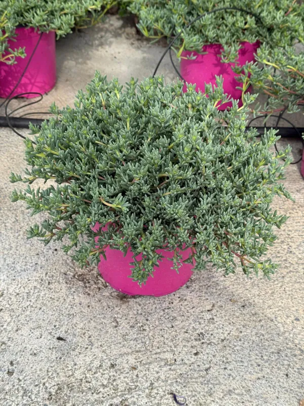 Mesembryanthemum lampranthus 18 V. 18 cm - Riviera Quality Societa' Agricola Cooperativa