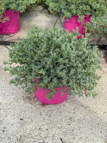 Mesembryanthemum lampranthus 18 V. 18 cm - Riviera Quality Societa' Agricola Cooperativa