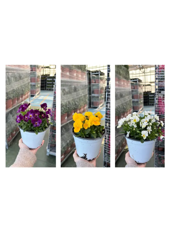 Viola cornuta 14 V. 14 cm - Riviera Quality Societa' Agricola Cooperativa