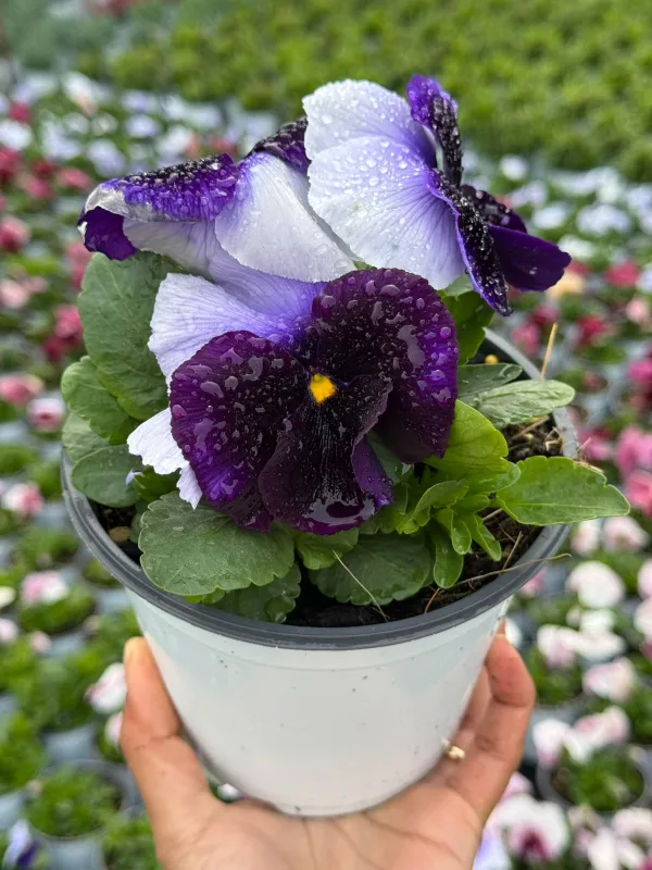 Viola del pensiero 14 V. 14 cm - Riviera Quality Societa' Agricola Cooperativa