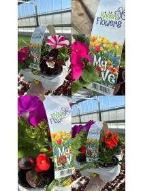 Riviera flowers my love pack da 4 V. 9 cm - Riviera Quality Societa' Agricola Cooperativa