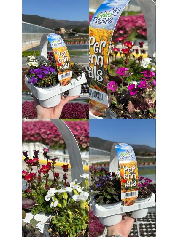 Riviera flowers perennials pack da 4 V. 9 cm - Riviera Quality Societa' Agricola Cooperativa