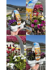 Riviera flowers perennials pack da 4 V. 9 cm - Riviera Quality Societa' Agricola Cooperativa