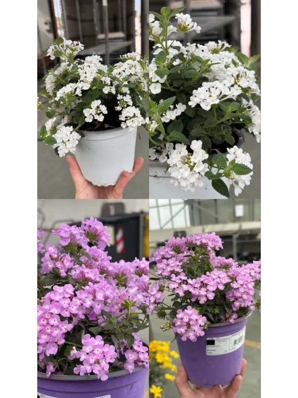 Lantana sellowiana 14 V. 6 cm - Riviera Quality Societa' Agricola Cooperativa