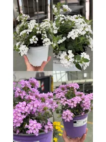 Lantana sellowiana 14 V. 6 cm - Riviera Quality Societa' Agricola Cooperativa