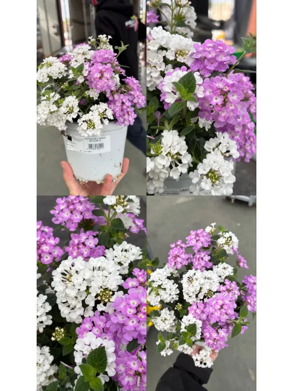 Lantana sellowiana bicolore 14 V. 14 cm - Riviera Quality Societa' Agricola Cooperativa