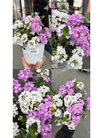 Lantana sellowiana bicolore 14 V. 14 cm - Riviera Quality Societa' Agricola Cooperativa