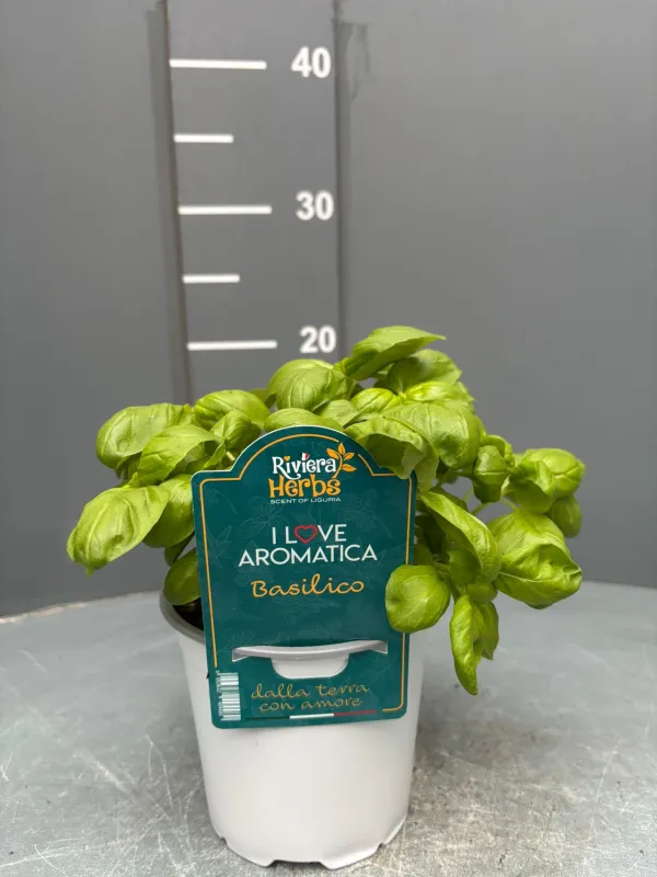 Basilico 14 - i love aromatica V. 14 cm - Riviera Quality Societa' Agricola Cooperativa