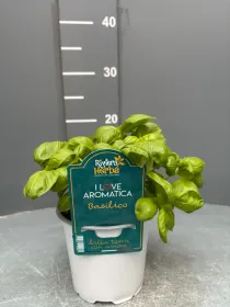 Basilico 14 - i love aromatica V. 14 cm - Riviera Quality Societa' Agricola Cooperativa
