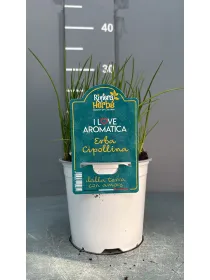 Cipollina 14 - i love aromatica V. 14 cm - Riviera Quality Societa' Agricola Cooperativa