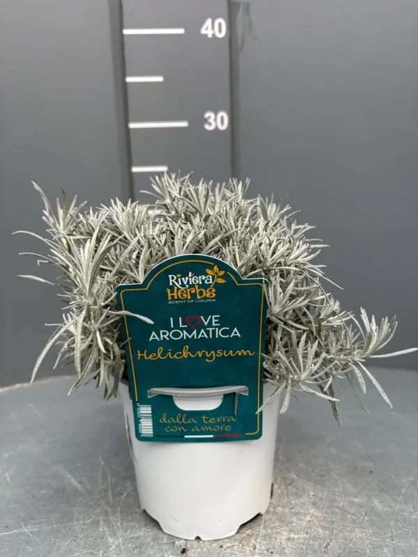 Helicrysum italicum 14-i love aromatica V. 14 cm - Riviera Quality Societa' Agricola Cooperativa