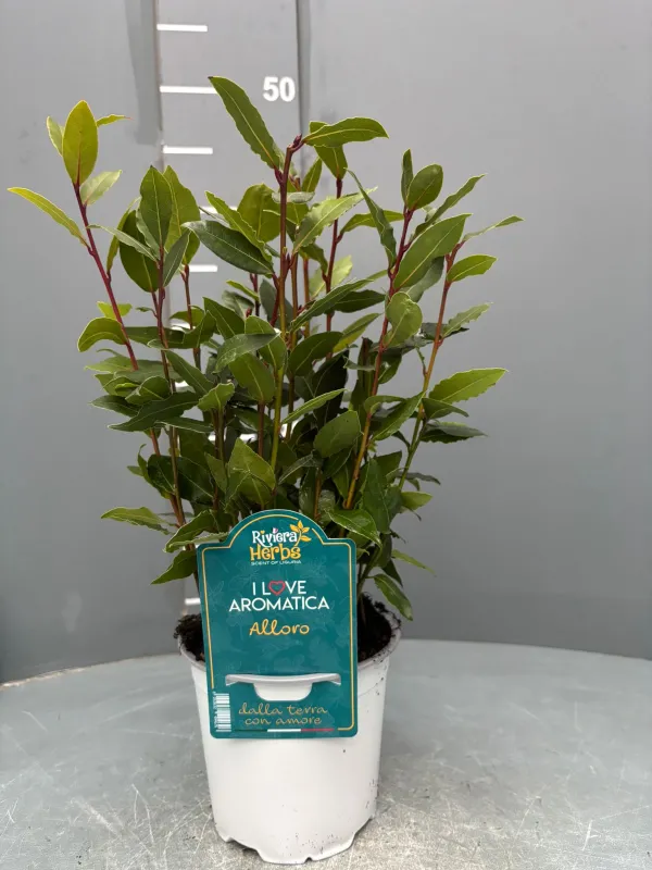 Laurus nobilis 14 - i love aromatica V. 14 cm - Riviera Quality Societa' Agricola Cooperativa