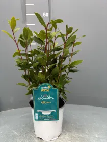 Laurus nobilis 14 - i love aromatica V. 14 cm - Riviera Quality Societa' Agricola Cooperativa