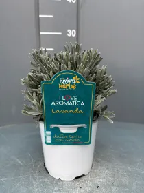 Lavanda 14 - i love aromatica V. 14 cm - Riviera Quality Societa' Agricola Cooperativa