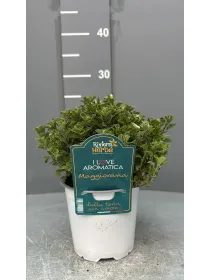 Maggiorana 14 - i love aromatica V. 14 cm - Riviera Quality Societa' Agricola Cooperativa