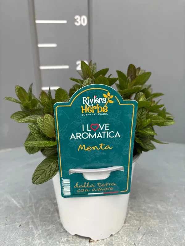 Menta 14 - i love aromatica V. 14 cm - Riviera Quality Societa' Agricola Cooperativa