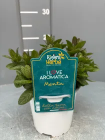 Menta 14 - i love aromatica V. 14 cm - Riviera Quality Societa' Agricola Cooperativa