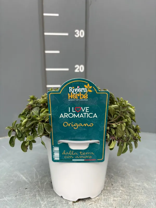 Origano 14 - i love aromatica V. 14 cm - Riviera Quality Societa' Agricola Cooperativa