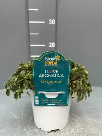 Origano 14 - i love aromatica V. 14 cm - Riviera Quality Societa' Agricola Cooperativa