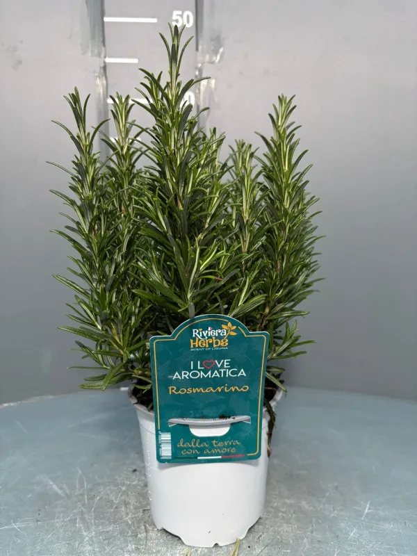 Rosmarino 14 - i love aromatica V. 14 cm - Riviera Quality Societa' Agricola Cooperativa
