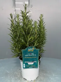 Rosmarino 14 - i love aromatica V. 14 cm - Riviera Quality Societa' Agricola Cooperativa