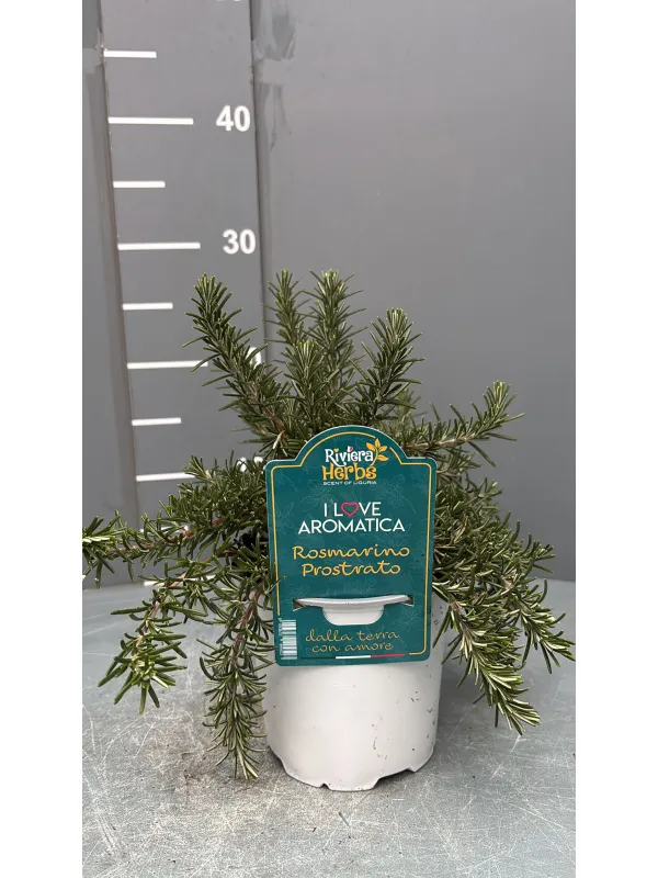 Rosmarino prostrato 14- i love aromatica V. 14 cm - Riviera Quality Societa' Agricola Cooperativa