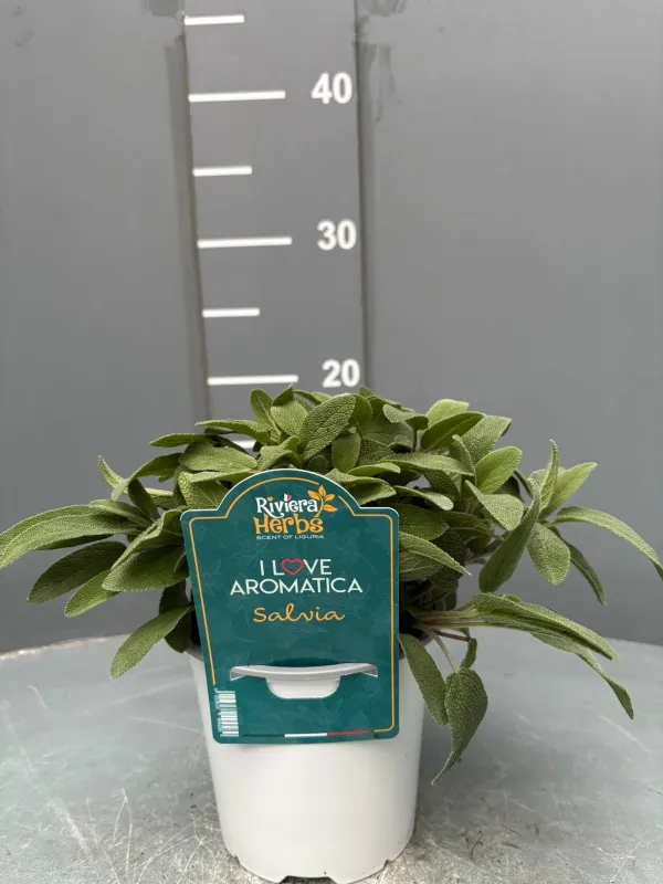Salvia 14 - i love aromatica V. 14 cm - Riviera Quality Societa' Agricola Cooperativa