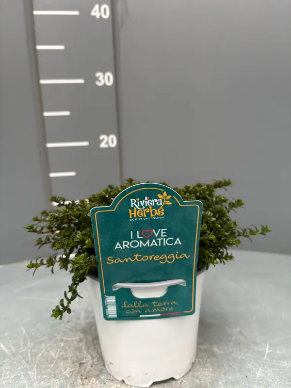 Santoreggia 14 - i love aromatica V. 14 cm - Riviera Quality Societa' Agricola Cooperativa