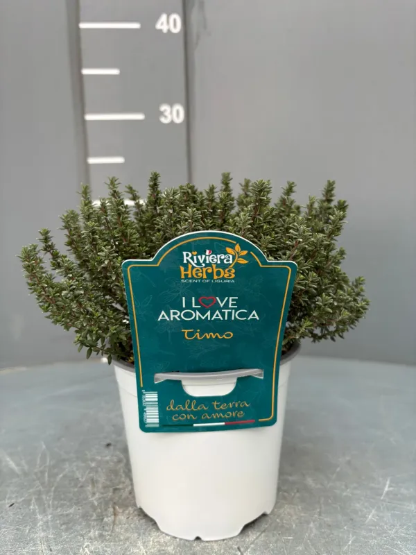 Timo 14 - i love aromatica V. 14 cm - Riviera Quality Societa' Agricola Cooperativa