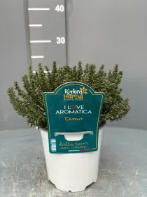 Timo 14 - i love aromatica V. 14 cm - Riviera Quality Societa' Agricola Cooperativa