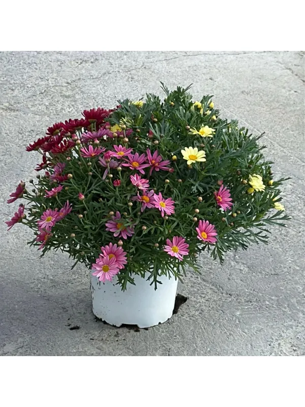 Margherita 18 multicolor V. 20 cm - Riviera Quality Societa' Agricola Cooperativa