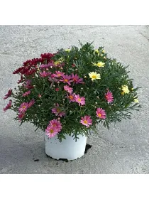 Margherita 18 multicolor V. 20 cm - Riviera Quality Societa' Agricola Cooperativa