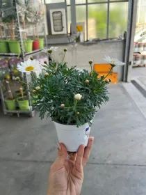 Margherita bianca 10 V. 10 cm - Riviera Quality Societa' Agricola Cooperativa