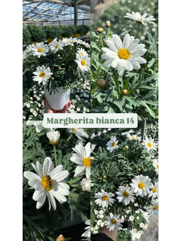 Margherita bianca 14 V. 14 cm - Riviera Quality Societa' Agricola Cooperativa
