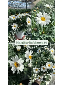 Margherita bianca 14 V. 14 cm - Riviera Quality Societa' Agricola Cooperativa