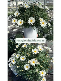 Margherita bianca 18 V. 18 cm - Riviera Quality Societa' Agricola Cooperativa