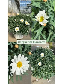 Margherita bianca 25 V. 25 cm - Riviera Quality Societa' Agricola Cooperativa