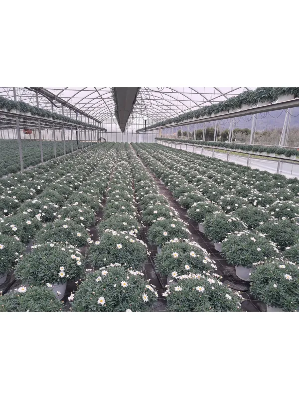 Margherita bianca 30 V. 30 cm - Riviera Quality Societa' Agricola Cooperativa