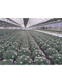 Margherita bianca 30 V. 30 cm - Riviera Quality Societa' Agricola Cooperativa