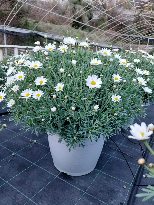 Margherita bianca 35 V. 35 cm - Riviera Quality Societa' Agricola Cooperativa