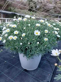 Margherita bianca 35 V. 35 cm - Riviera Quality Societa' Agricola Cooperativa