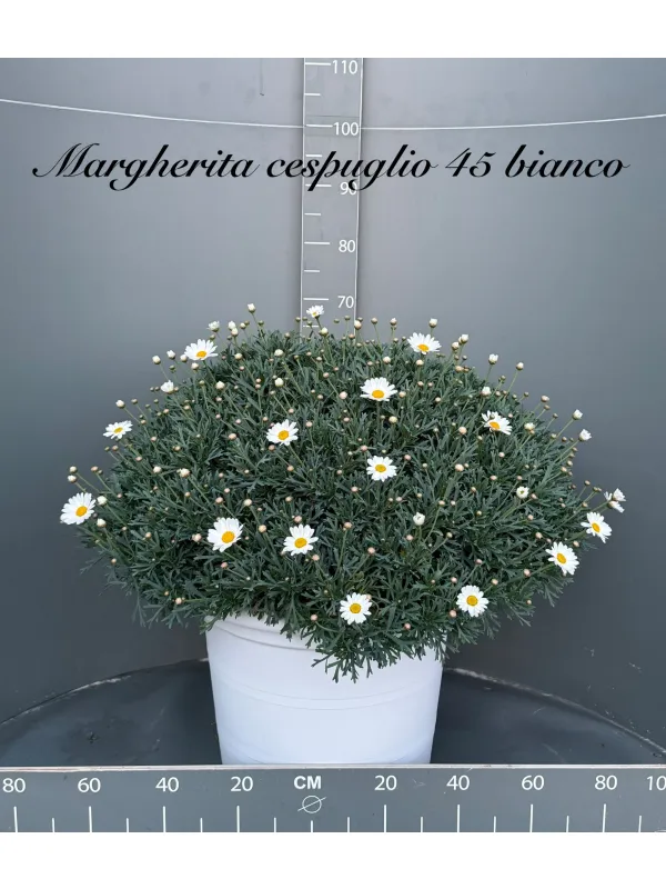 Margherita bianca 45/50 V. 50 cm - Riviera Quality Societa' Agricola Cooperativa