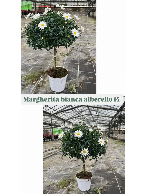 Margherita bianca alberello 14 h. 45/55 V. 14 cm - Riviera Quality Societa' Agricola Cooperativa