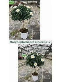 Margherita bianca alberello 14 h. 45/55 V. 14 cm - Riviera Quality Societa' Agricola Cooperativa