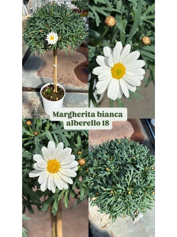 Margherita bianca alberello 18 h. 80/90 V. 18 cm - Riviera Quality Societa' Agricola Cooperativa