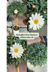 Margherita bianca alberello 18 h. 80/90 V. 18 cm - Riviera Quality Societa' Agricola Cooperativa