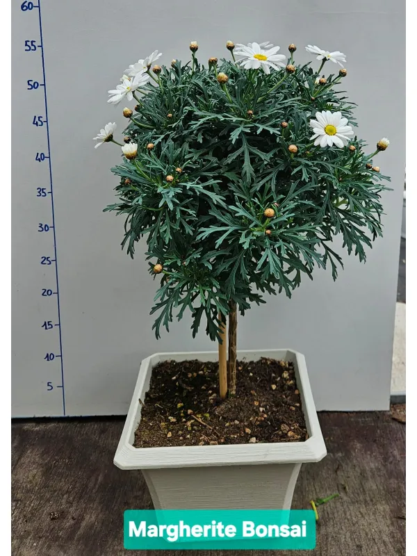 Margherita bianca alberello 23x23 bonsai V. 23 cm - Riviera Quality Societa' Agricola Cooperativa