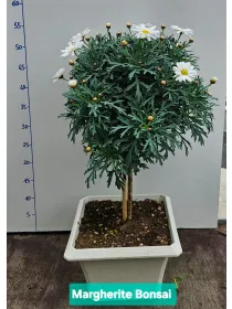Margherita bianca alberello 23x23 bonsai V. 23 cm - Riviera Quality Societa' Agricola Cooperativa